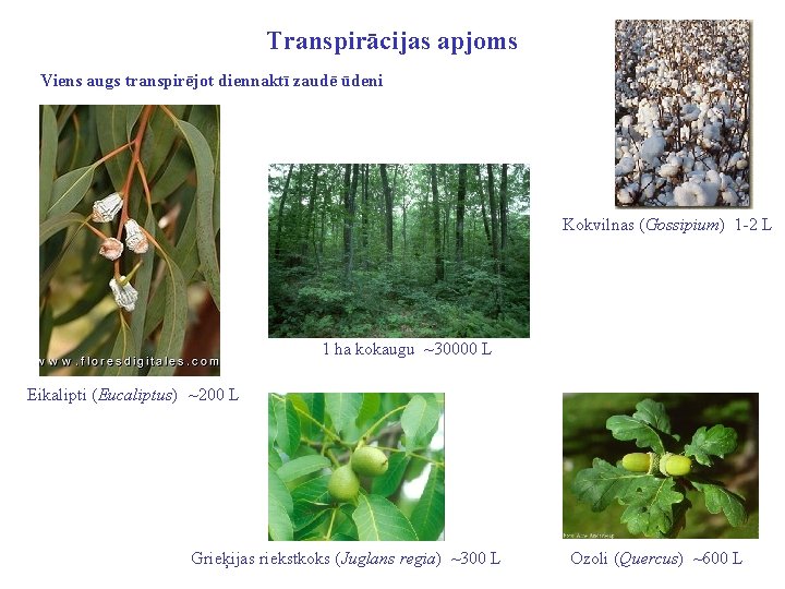 Transpirācijas apjoms Viens augs transpirējot diennaktī zaudē ūdeni Kokvilnas (Gossipium) 1 -2 L 1