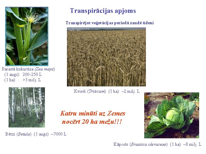 Transpirācijas apjoms Transpirējot veģetācijas periodā zaudē ūdeni Parastā kukurūza (Zea mays) (1 augs) 200