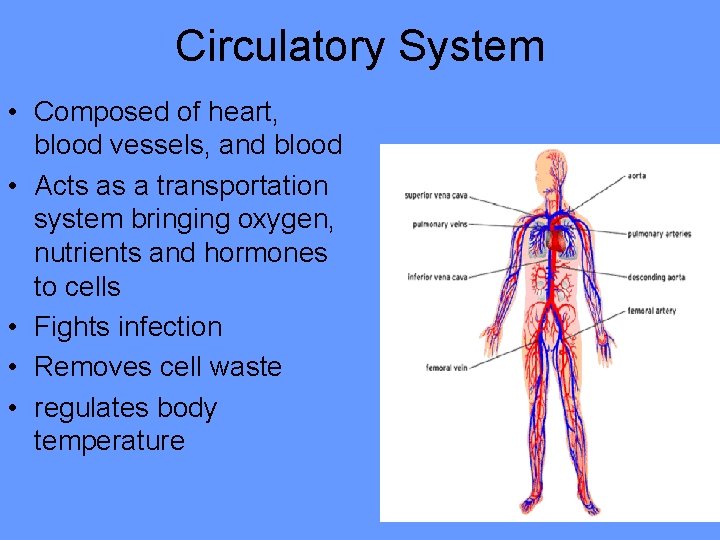 Circulatory System • Composed of heart, blood vessels, and blood • Acts as a Circulatory System • Composed of heart, blood vessels, and blood • Acts as a