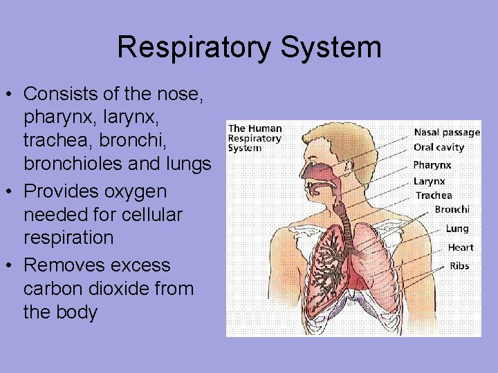 Respiratory System • Consists of the nose, pharynx, larynx, trachea, bronchioles and lungs • Respiratory System • Consists of the nose, pharynx, larynx, trachea, bronchioles and lungs •