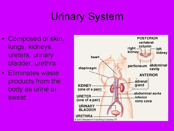 Urinary System • Composed of skin, lungs, kidneys, ureters, urinary bladder, urethra • Eliminates Urinary System • Composed of skin, lungs, kidneys, ureters, urinary bladder, urethra • Eliminates
