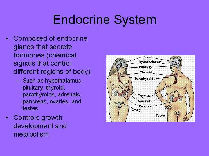 Endocrine System • Composed of endocrine glands that secrete hormones (chemical signals that control Endocrine System • Composed of endocrine glands that secrete hormones (chemical signals that control
