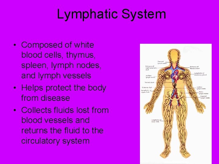 Lymphatic System • Composed of white blood cells, thymus, spleen, lymph nodes, and lymph Lymphatic System • Composed of white blood cells, thymus, spleen, lymph nodes, and lymph