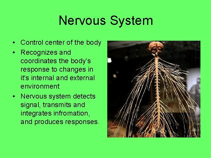 Nervous System • Control center of the body • Recognizes and coordinates the body’s Nervous System • Control center of the body • Recognizes and coordinates the body’s
