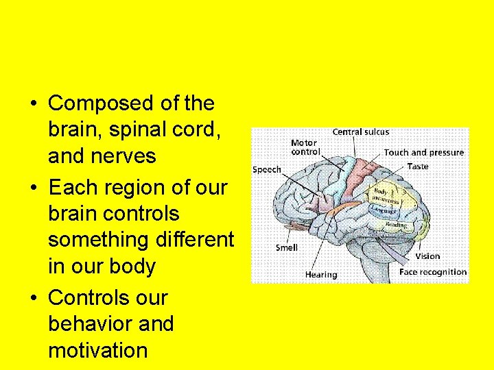 • Composed of the brain, spinal cord, and nerves • Each region of • Composed of the brain, spinal cord, and nerves • Each region of