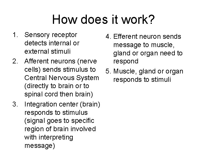 How does it work? 1. Sensory receptor 4. Efferent neuron sends detects internal or How does it work? 1. Sensory receptor 4. Efferent neuron sends detects internal or