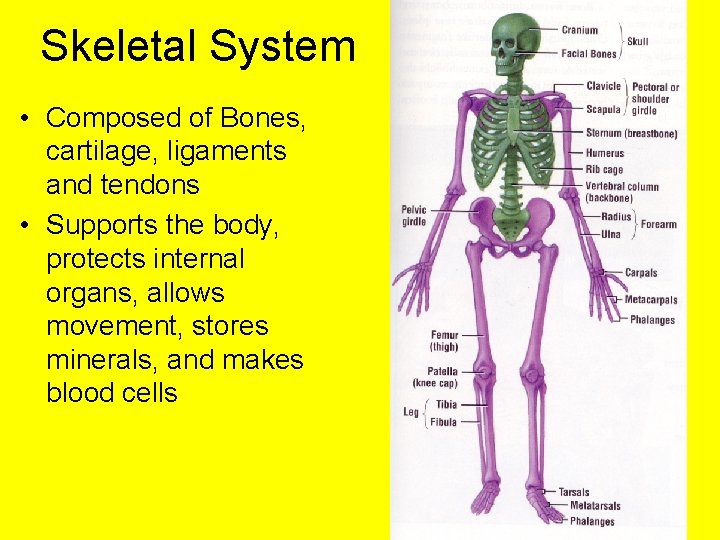 Skeletal System • Composed of Bones, cartilage, ligaments and tendons • Supports the body, Skeletal System • Composed of Bones, cartilage, ligaments and tendons • Supports the body,