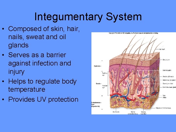 Integumentary System • Composed of skin, hair, nails, sweat and oil glands • Serves Integumentary System • Composed of skin, hair, nails, sweat and oil glands • Serves