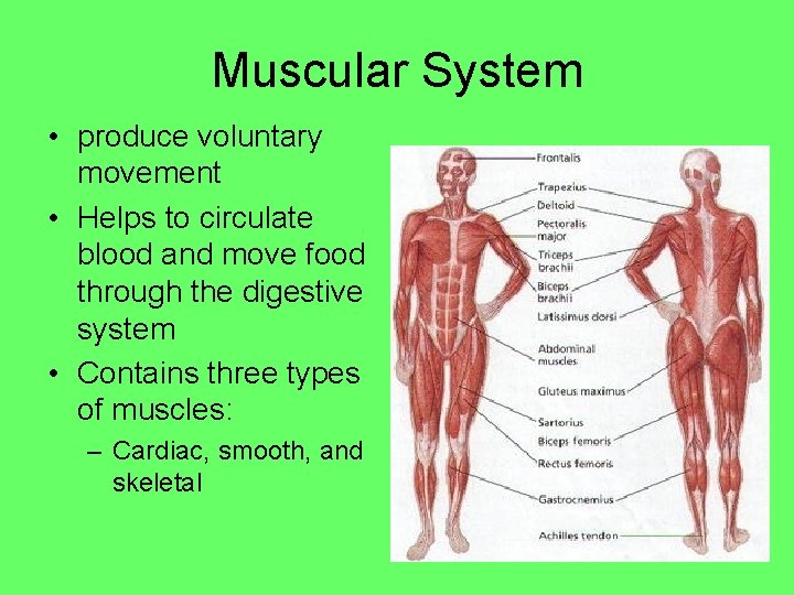 Muscular System • produce voluntary movement • Helps to circulate blood and move food Muscular System • produce voluntary movement • Helps to circulate blood and move food