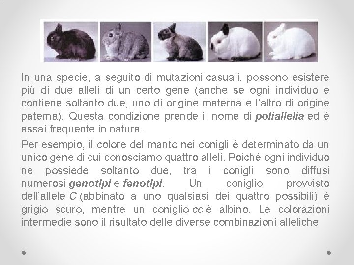 In una specie, a seguito di mutazioni casuali, possono esistere più di due alleli