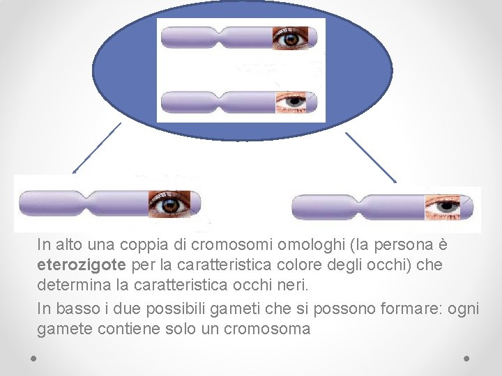 In alto una coppia di cromosomi omologhi (la persona è eterozigote per la caratteristica