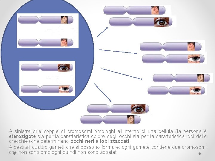 A sinistra due coppie di cromosomi omologhi all’interno di una cellula (la persona è