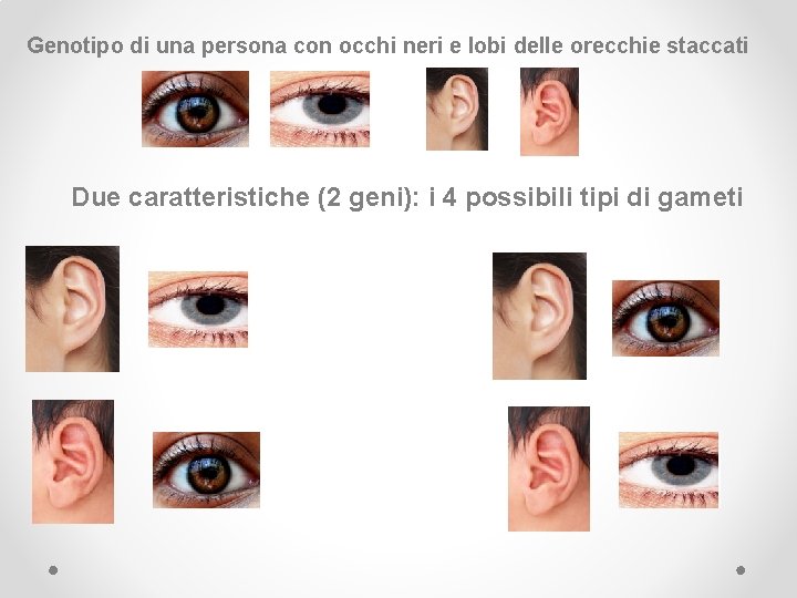 Genotipo di una persona con occhi neri e lobi delle orecchie staccati Due caratteristiche