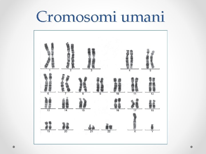 Cromosomi umani 