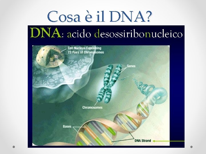 Cosa è il DNA? 