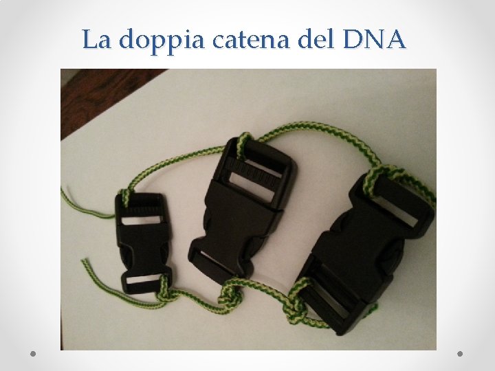 La doppia catena del DNA 