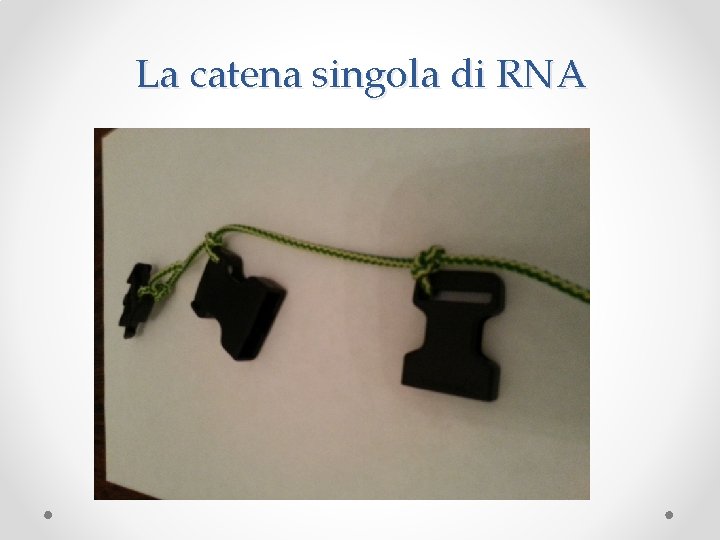 La catena singola di RNA 