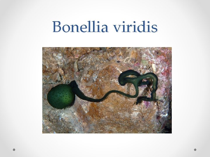Bonellia viridis 