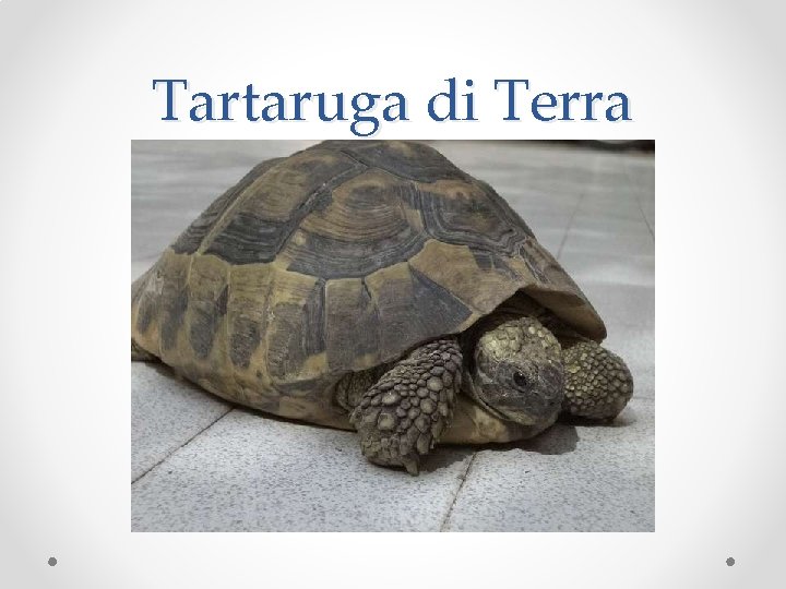 Tartaruga di Terra 