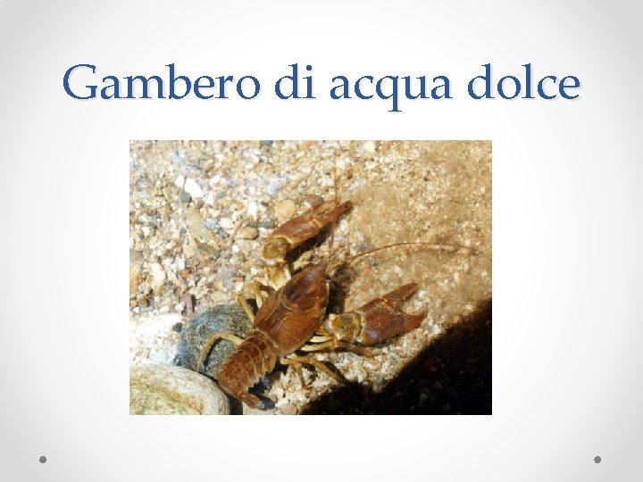 Gambero di acqua dolce 