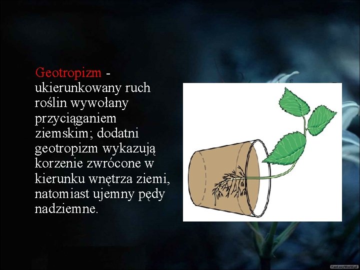 Geotropizm ukierunkowany ruch roślin wywołany przyciąganiem ziemskim; dodatni geotropizm wykazują korzenie zwrócone w kierunku