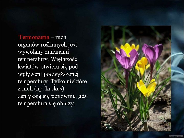 Termonastia – ruch organów roślinnych jest wywołany zmianami temperatury. Większość kwiatów otwiera się pod