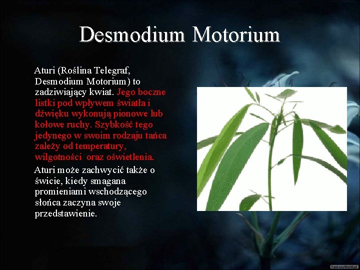 Desmodium Motorium Aturi (Roślina Telegraf, Desmodium Motorium) to zadziwiający kwiat. Jego boczne listki pod