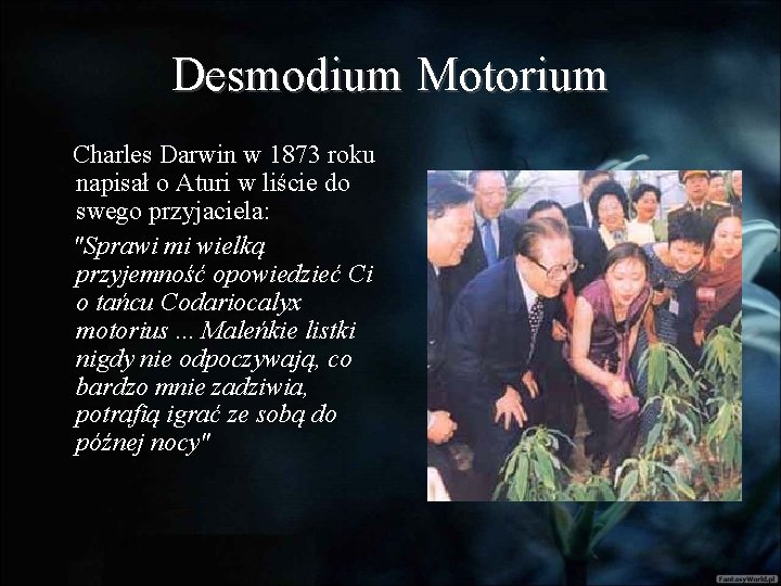 Desmodium Motorium Charles Darwin w 1873 roku napisał o Aturi w liście do swego