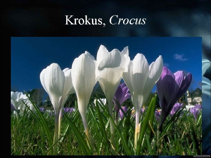 Krokus, Crocus 