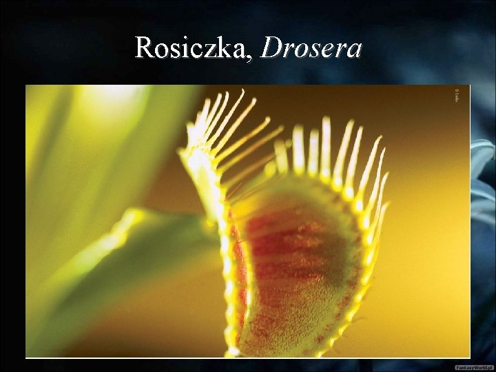 Rosiczka, Drosera 