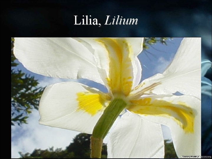 Lilia, Lilium 