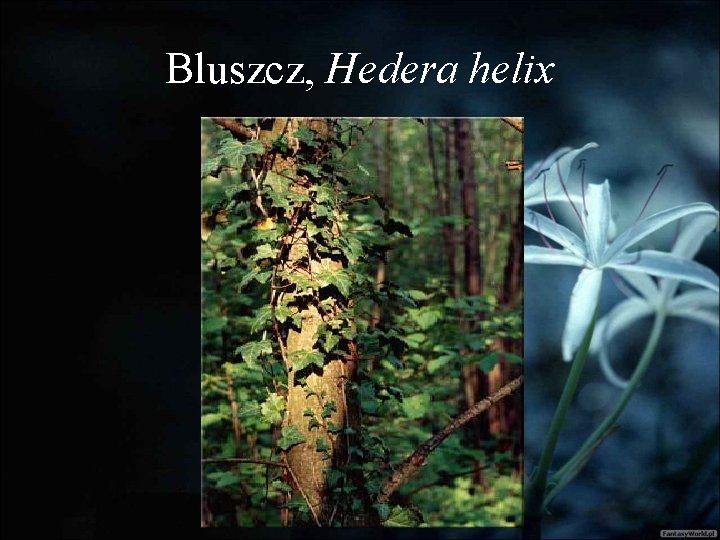 Bluszcz, Hedera helix 