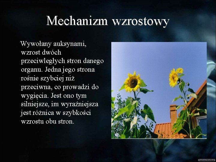 Mechanizm wzrostowy Wywołany auksynami, wzrost dwóch przeciwległych stron danego organu. Jedna jego strona rośnie