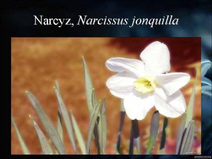 Narcyz, Narcissus jonquilla 