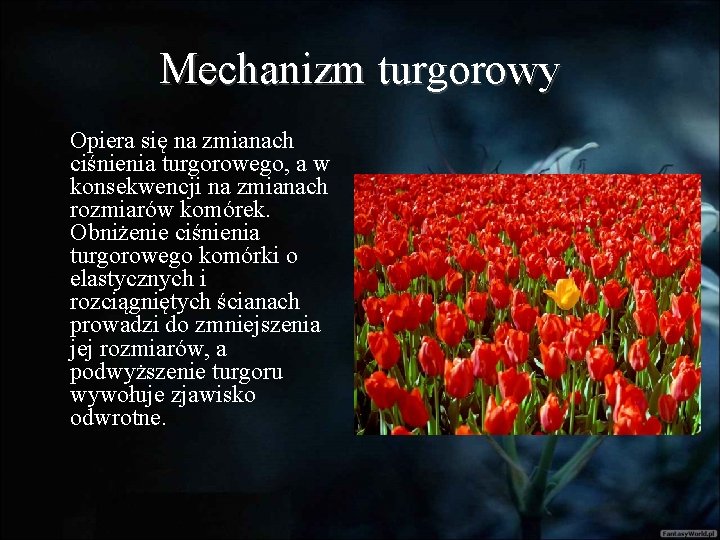 Mechanizm turgorowy Opiera się na zmianach ciśnienia turgorowego, a w konsekwencji na zmianach rozmiarów