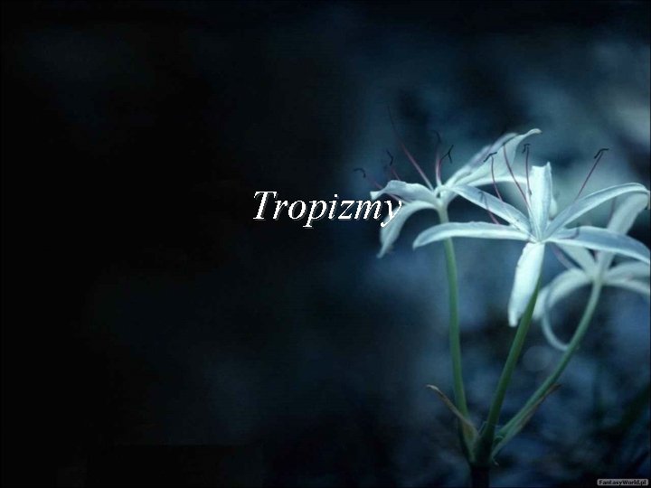 Tropizmy 