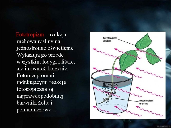 Fototropizm – reakcja ruchowa rośliny na jednostronne oświetlenie. Wykazują go przede wszystkim łodygi i