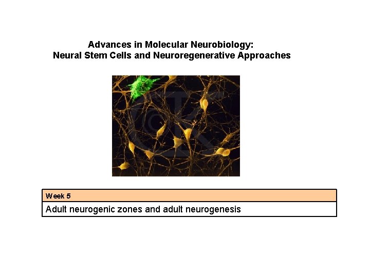 Advances in Molecular Neurobiology: Neural Stem Cells and Neuroregenerative Approaches Week 5 Adult neurogenic