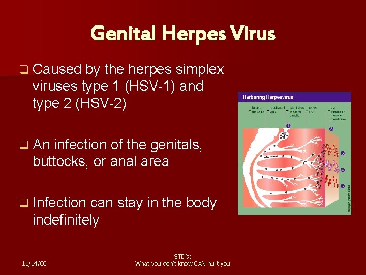 Genital Herpes Virus q Caused by the herpes simplex viruses type 1 (HSV-1) and
