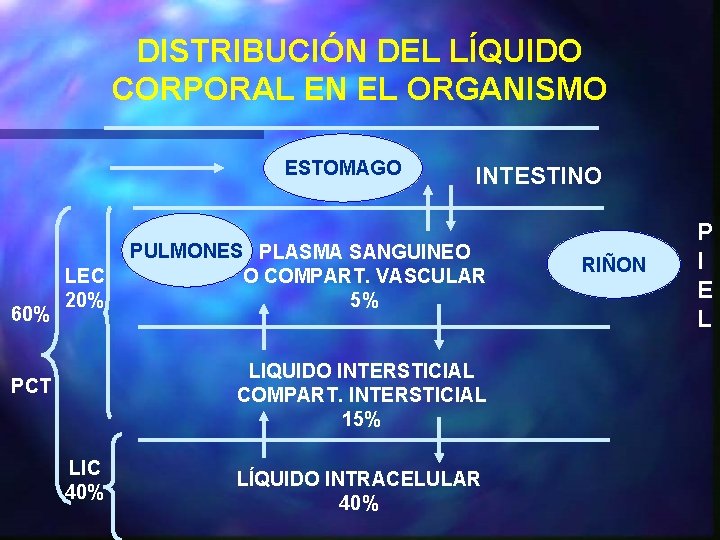 DISTRIBUCIÓN DEL LÍQUIDO CORPORAL EN EL ORGANISMO ESTOMAGO 60% LEC 20% INTESTINO PULMONES PLASMA