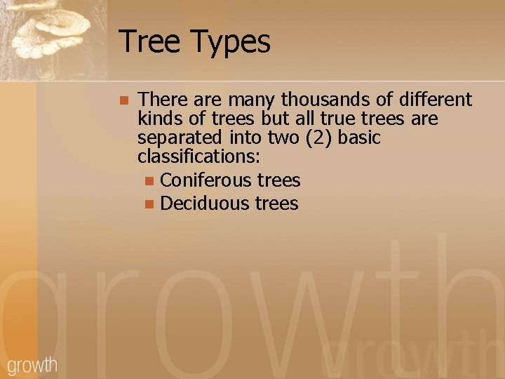 Tree Types n There are many thousands of different kinds of trees but all