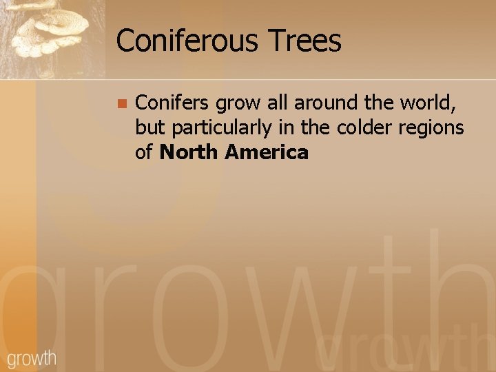 Coniferous Trees n Conifers grow all around the world, but particularly in the colder