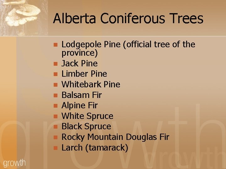 Alberta Coniferous Trees n n n n n Lodgepole Pine (official tree of the