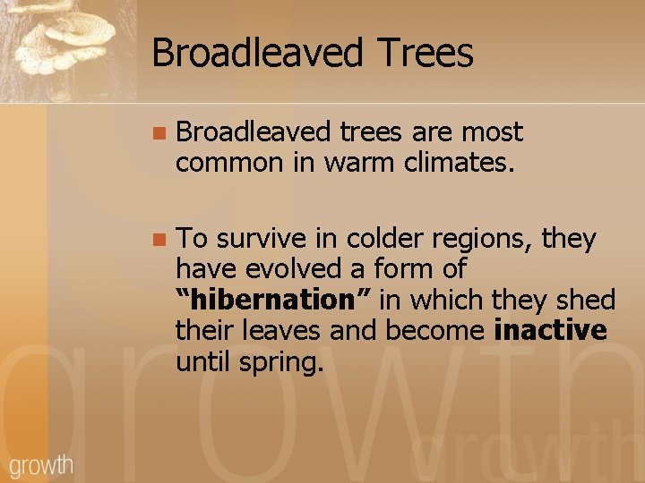 Broadleaved Trees n Broadleaved trees are most common in warm climates. n To survive