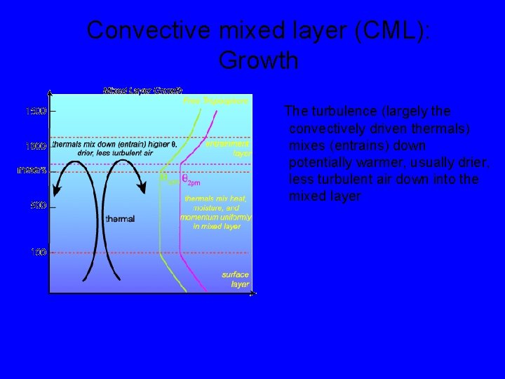 Convective mixed layer (CML): Growth The turbulence (largely the convectively driven thermals) mixes (entrains)