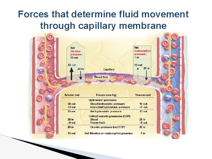 Forces that determine fluid movement through capillary membrane 