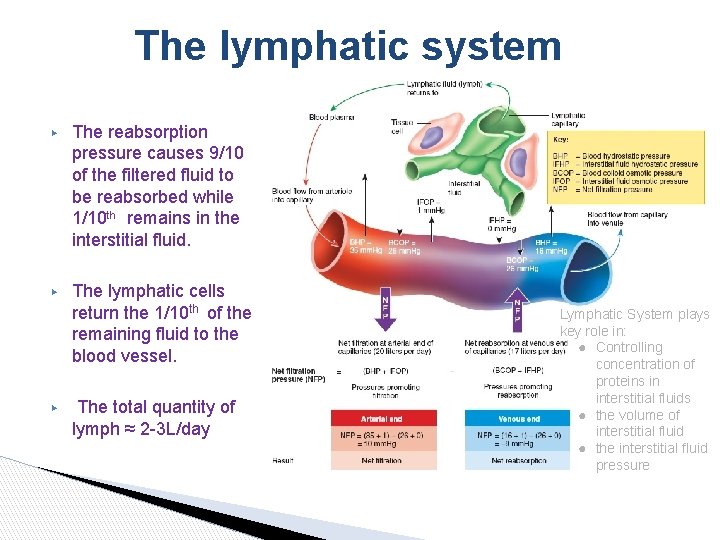 The lymphatic system ▶ The reabsorption pressure causes 9/10 of the filtered fluid to