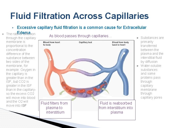 Fluid Filtration Across Capillaries Excessive capillary fluid filtration is a common cause for Extracellular