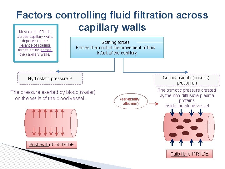 Factors controlling fluid filtration across capillary walls Movement of fluids across capillary walls depends