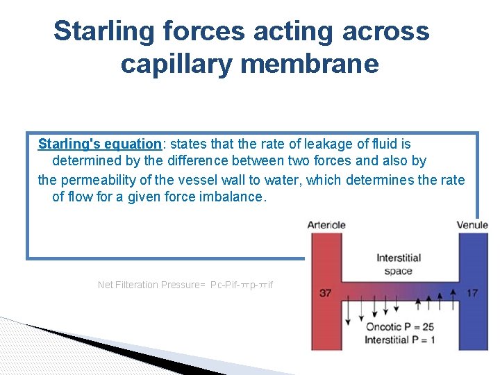 Starling forces acting across capillary membrane Starling's equation: states that the rate of leakage